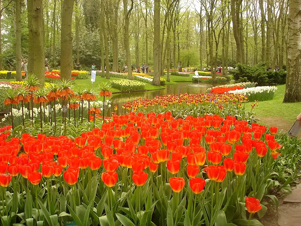 Keukenhof gardens
