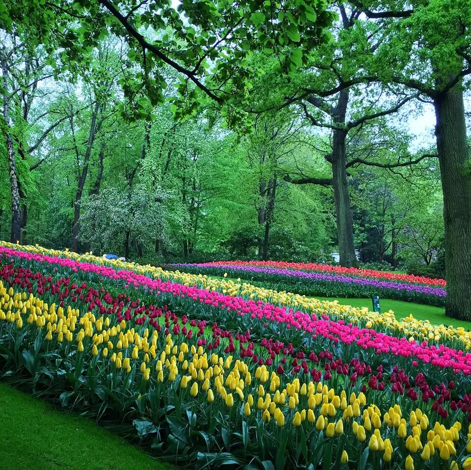 Keukenhof